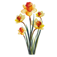 bouquet of flowers yellow narcissus watercolor illustration png