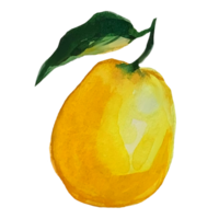 ilustración acuarela de limón png