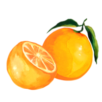 illustrazione ad acquerello arancione png