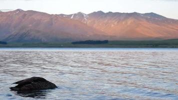 pato-real com cabeça na água na hora do pôr do sol no lago tekapo na ilha sul