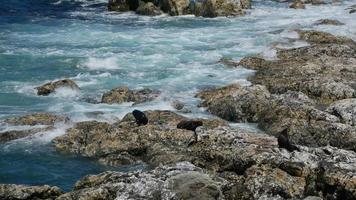 Wild fur seals sleep on the rock at Kaikoura, South Island, New Zealand video