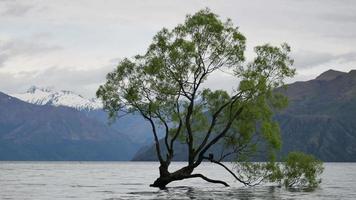 árbol de wanaka en la mañana nublada. video