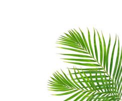 Green leaf of palm tree on white background photo