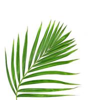 Green leaf of palm tree on white background photo