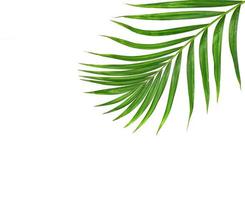 Green leaf of palm tree on white background photo