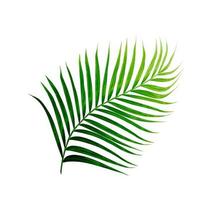 Green leaves of palm tree isolated on white background photo
