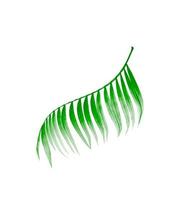 Green leaf of palm tree on white background photo