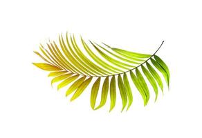 Green leaf of palm tree on white background photo