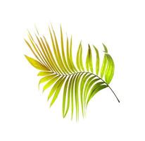 Green leaf of palm tree on white background photo