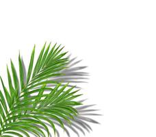 tropical green palm leaf tree with black shadow background photo