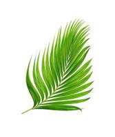 green leaves of palm tree isolated on white background photo