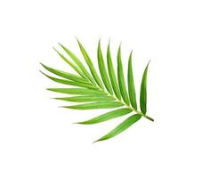 green leaf of palm tree isolated on white background photo