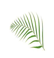 Green leaves of palm tree isolated on white background photo