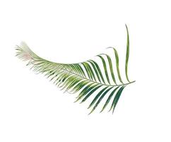 concept summer with green palm leaf from tropical . frond floral leaves branches tree isolated on white pattern background. flat lay, top view. photo