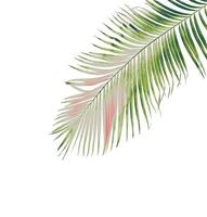 concept summer with green palm leaf from tropical . frond floral leaves branches tree isolated on white pattern background. flat lay, top view. photo