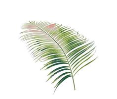 concept summer with green palm leaf from tropical . frond floral leaves branches tree isolated on white pattern background. flat lay, top view. photo