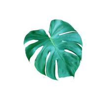 tropical jungle monstera leaves , Swiss Cheese leaf tree isolated on white background photo