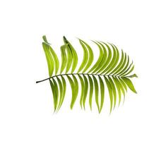Green leaves of palm tree on white background photo