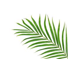 Green leaves of palm tree isolated on white background photo