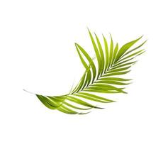 Green leaves of palm tree on white background photo