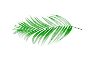 Green leaves of palm tree on white background photo