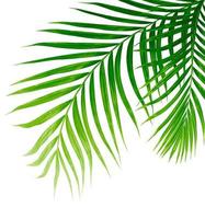 Green leaves of palm tree isolated on white background photo