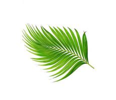 Hojas verdes de palmera aislado sobre fondo blanco. foto