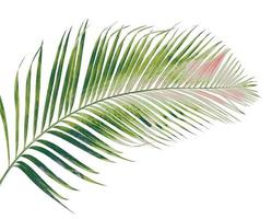 concept summer with green palm leaf from tropical . frond floral leaves branches tree isolated on white pattern background. flat lay, top view. photo