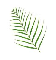 Green leaves of palm tree isolated on white background photo