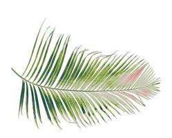 concept summer with green palm leaf from tropical . frond floral leaves branches tree isolated on white pattern background. flat lay, top view. photo