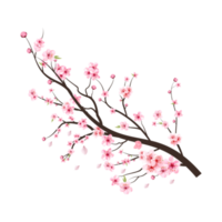 rama de flor de cerezo con flor de sakura rosa floreciendo. vector de rama de almendra sobre fondo blanco. vector de flor de cerezo acuarela realista. rama de flor de cerezo con sakura. flor de acuarela. png