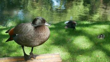 Mallard duck stand on the chair at Botanical Garden, Christchurch video