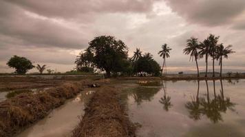 Timelapse coconut trees in the farm at wetland. video