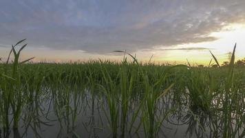 lage hoek timelapse weergave van zonsopgang bewegende wolk video