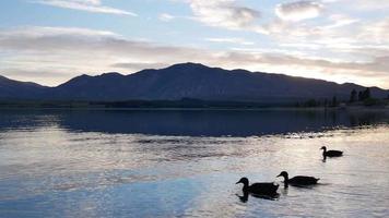 Silhouette mallard ducks swim in the Lake Tekapo video