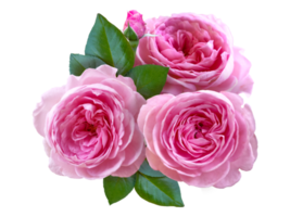 composition florale faite avec des roses