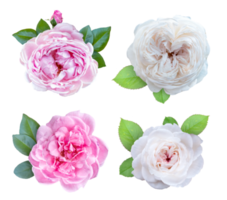 zacht roze en witte roos png