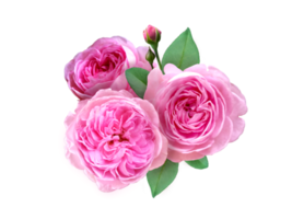 composition florale rose rose png