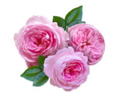 roze roos arrangement png