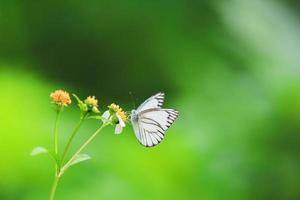 Beautiful butterflies in nature are searching for nectar from flowers in the Thai region of Thailand. photo