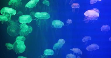 4K Group of Jellyfish .