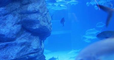 poisson 4k dans l'aquarium. video