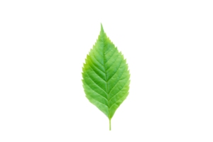 Green leaf, Green leaves png