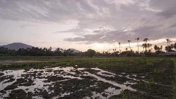 timelapse terreno fangoso in una zona umida tropicale video