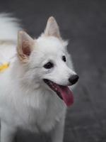 White dog,Japanese spitz photo