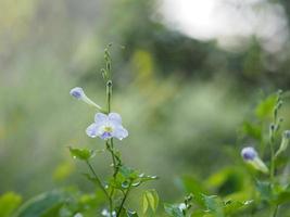 flor morada dedalera rastrera, asystasia gangetica anderson acanthaceae tronco cuadrado freír en la superficie del suelo la parte superior está erguida, formando una sola hoja con forma ovalada foto