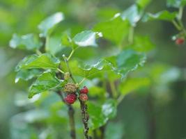 Mulberry fruit blooming on tree in garden on blurred of nature background photo