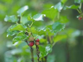 fruta de morera que florece en el árbol en el jardín en el fondo borroso de la naturaleza foto