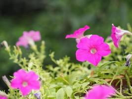 Wave dark pink Cascade color, Family name Solanaceae, Scientific name Petunia hybrid Vilm, Large petals single layer Grandiflora Singles flower blooming in garden on blurred nature background photo