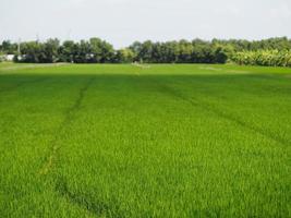 green paddy rice in the field plant, Jasmine rice on bush tree cloudy sky of nature background photo